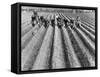 Hand-Planting Potatoes-null-Framed Stretched Canvas