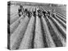 Hand-Planting Potatoes-null-Stretched Canvas