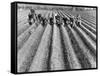 Hand-Planting Potatoes-null-Framed Stretched Canvas