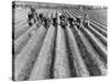 Hand-Planting Potatoes-null-Stretched Canvas