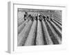 Hand-Planting Potatoes-null-Framed Art Print