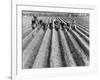 Hand-Planting Potatoes-null-Framed Art Print