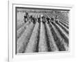 Gramercy White