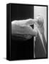 Hand Pressing a Door Bell-Philip Gendreau-Framed Stretched Canvas