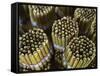 Hand Rolled Cigars-Jon Hicks-Framed Stretched Canvas