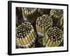 Hand Rolled Cigars-Jon Hicks-Framed Photographic Print