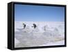 Hand-Working in Colchani Salt Pans, Salar De Uyuni, Salt Flat, Southwest Highlands, Bolivia-Tony Waltham-Framed Stretched Canvas