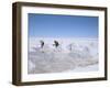 Hand-Working in Colchani Salt Pans, Salar De Uyuni, Salt Flat, Southwest Highlands, Bolivia-Tony Waltham-Framed Photographic Print