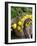 Handbag with Lemons, Positano, Amalfi Coast, Campania, Italy-Walter Bibikow-Framed Photographic Print