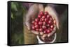 Handful of Coffee Cherries-Paul Souders-Framed Stretched Canvas