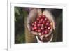 Handful of Coffee Cherries-Paul Souders-Framed Photographic Print