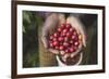 Handful of Coffee Cherries-Paul Souders-Framed Photographic Print