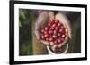 Handful of Coffee Cherries-Paul Souders-Framed Photographic Print