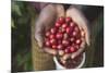 Handful of Coffee Cherries-Paul Souders-Mounted Photographic Print