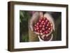 Handful of Coffee Cherries-Paul Souders-Framed Photographic Print