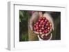 Handful of Coffee Cherries-Paul Souders-Framed Photographic Print