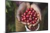 Handful of Coffee Cherries-Paul Souders-Mounted Photographic Print