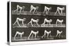 Handicapped Boy Crawling, plate 539 from 'Animal Locomotion', 1887-Eadweard Muybridge-Stretched Canvas