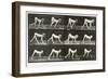 Handicapped Boy Crawling, plate 539 from 'Animal Locomotion', 1887-Eadweard Muybridge-Framed Giclee Print