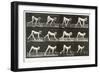 Handicapped Boy Crawling, plate 539 from 'Animal Locomotion', 1887-Eadweard Muybridge-Framed Giclee Print