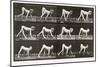 Handicapped Boy Crawling, plate 539 from 'Animal Locomotion', 1887-Eadweard Muybridge-Mounted Giclee Print