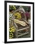 Handmade Dulcimer Among Mums, Berea College, Berea, Kentucky, USA-Adam Jones-Framed Photographic Print