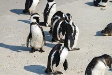 African Penguins at Simonstown (South Africa)-HandmadePictures-Photographic Print