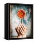 Hands Holding a Gerbera Daisy-Colin Anderson-Framed Stretched Canvas