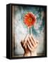 Hands Holding a Gerbera Daisy-Colin Anderson-Framed Stretched Canvas