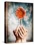 Hands Holding a Gerbera Daisy-Colin Anderson-Stretched Canvas