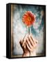 Hands Holding a Gerbera Daisy-Colin Anderson-Framed Stretched Canvas