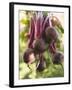 Hands Holding Fresh Beetroot-null-Framed Photographic Print