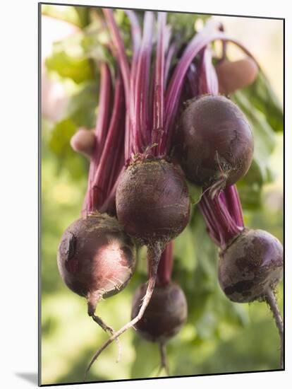 Hands Holding Fresh Beetroot-null-Mounted Photographic Print