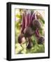 Hands Holding Fresh Beetroot-null-Framed Photographic Print