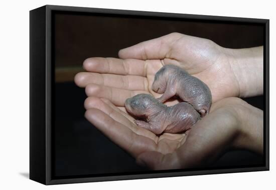 Hands Holding Infant Prairie Dogs-W. Perry Conway-Framed Stretched Canvas