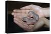 Hands Holding Infant Prairie Dogs-W. Perry Conway-Stretched Canvas