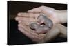 Hands Holding Infant Prairie Dogs-W. Perry Conway-Stretched Canvas