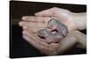 Hands Holding Infant Prairie Dogs-W. Perry Conway-Stretched Canvas