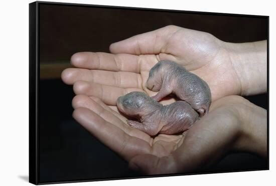 Hands Holding Infant Prairie Dogs-W. Perry Conway-Framed Stretched Canvas