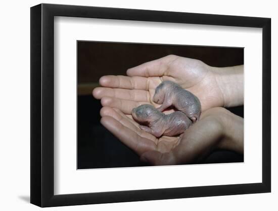 Hands Holding Infant Prairie Dogs-W. Perry Conway-Framed Premium Photographic Print