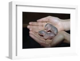 Hands Holding Infant Prairie Dogs-W. Perry Conway-Framed Premium Photographic Print