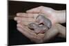 Hands Holding Infant Prairie Dogs-W. Perry Conway-Mounted Premium Photographic Print