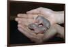 Hands Holding Infant Prairie Dogs-W. Perry Conway-Framed Photographic Print