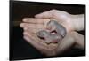 Hands Holding Infant Prairie Dogs-W. Perry Conway-Framed Photographic Print