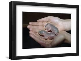 Hands Holding Infant Prairie Dogs-W. Perry Conway-Framed Photographic Print