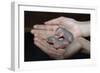 Hands Holding Infant Prairie Dogs-W. Perry Conway-Framed Photographic Print