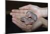 Hands Holding Infant Prairie Dogs-W. Perry Conway-Mounted Photographic Print