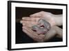 Hands Holding Infant Prairie Dogs-W. Perry Conway-Framed Photographic Print