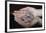 Hands Holding Infant Prairie Dogs-W. Perry Conway-Framed Photographic Print