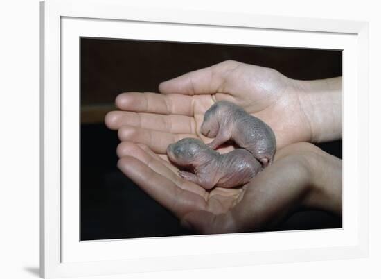 Hands Holding Infant Prairie Dogs-W. Perry Conway-Framed Photographic Print